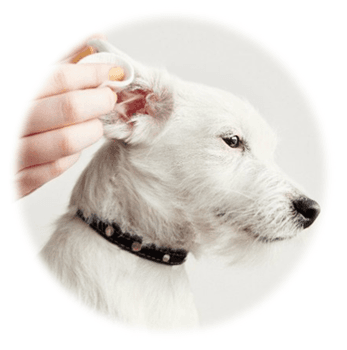 Hovedbilde Ørepleie