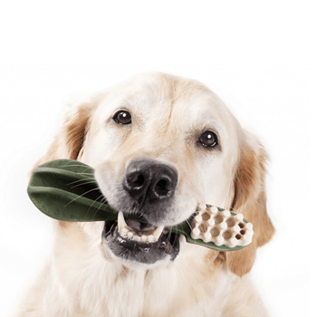 Hovedbilde Tannpleie